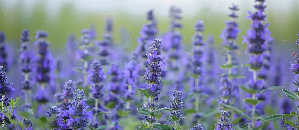 Naklejka premium Field of sage plants with a stunning backdrop of sage flowers ideal for a copy space image