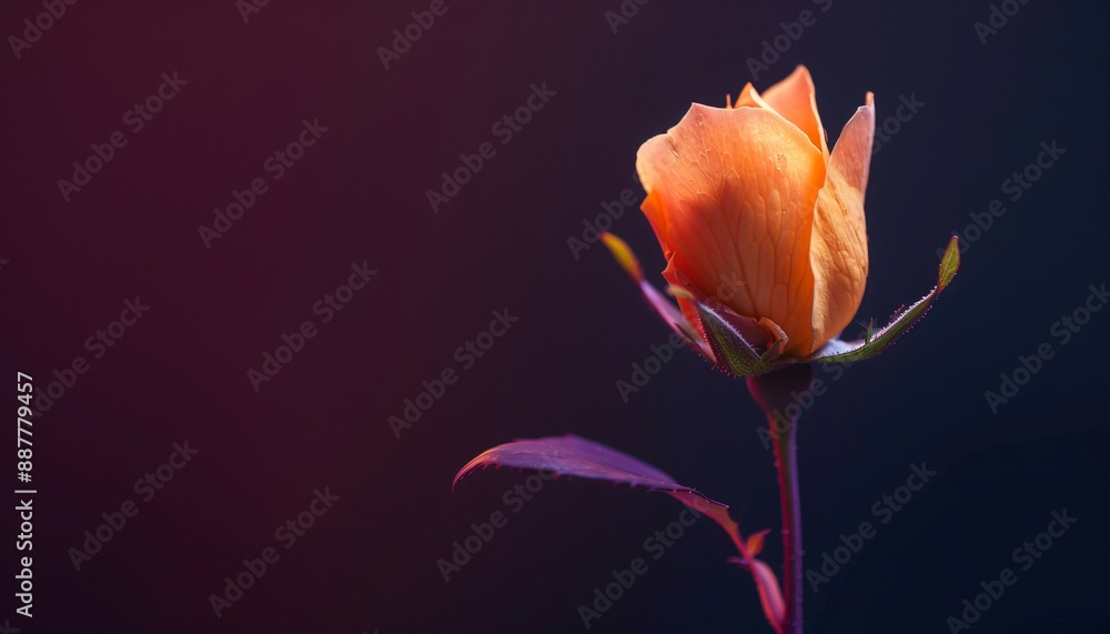 Single orange rose with delicate petals is blooming on a dark background with creative lighting Single orange rose with delicate petals is blooming on a dark background with creative lighting