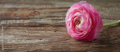 Curly pink Persian buttercu...