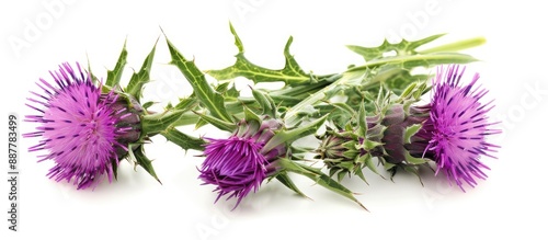 The milk thistle plant known as Silybum marianum is a herbal remedy with various aliases like Scotch thistle cardus marianus and Mary Thistle and is often used for its healing properties