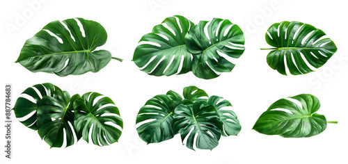 Set of vibrant green tropical leaves are displayed against a stark white background. The leaves are arranged in a neat, symmetrical pattern, showcasing their intricate details and natural beauty.