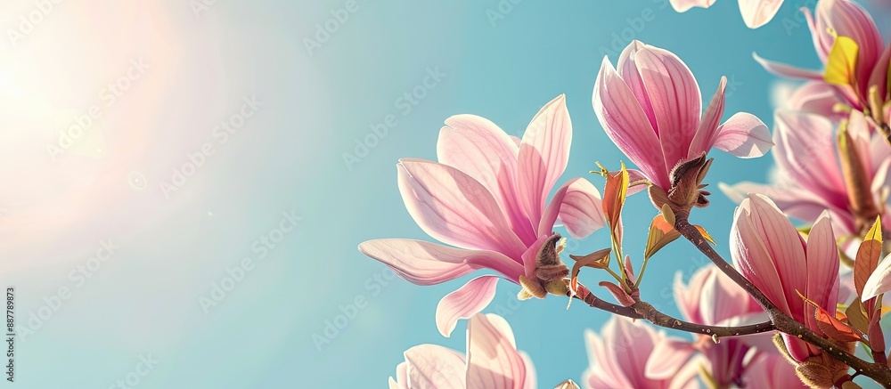 Close up image of stunning Japanese magnolia flowers against a blue sky backdrop showcasing the tree s blossoms with copy space Close up image of stunning Japanese magnolia flowers against a blue sky backdrop showcasing the tree s blossoms with copy space