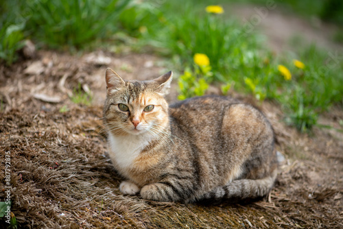 Wallpaper Mural A multicolored cat sitting on the street Torontodigital.ca