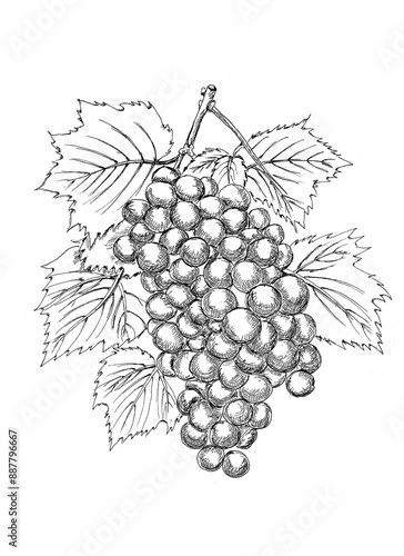 A bunch of grapes with leaves. A sketch. A hand-drawn drawing. A design element. Clip-Art