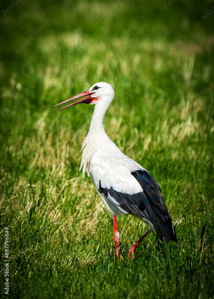 white stork in grass white stork in grass