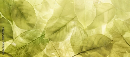 Background texture featurin...
