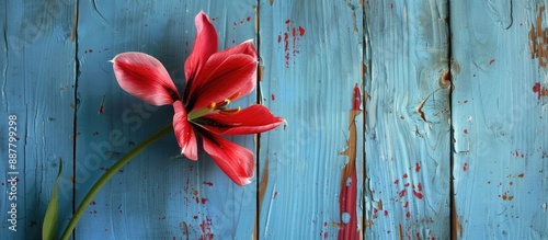 A Siam Tulip is displayed o...