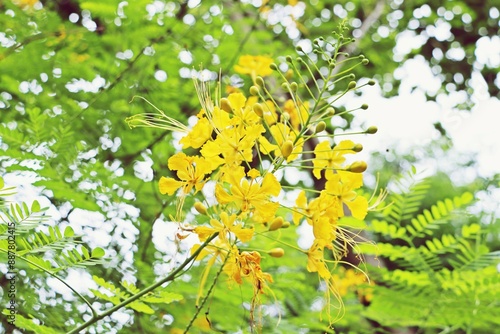 close up of Yellow Peacock flower (Caesalpinia pulcherrima) photo