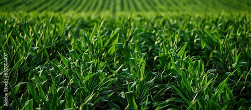 Lush greenery in a field of...