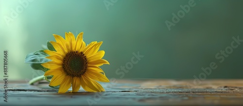 Sunflower on a green backdr...