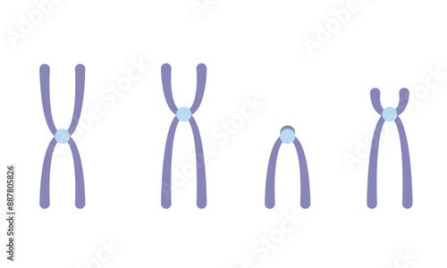 Detailed Vector Illustration of Four Types of Centromeres in Chromosomes, Eukaryotic Cell Structures, Scientific Diagram on White Background.