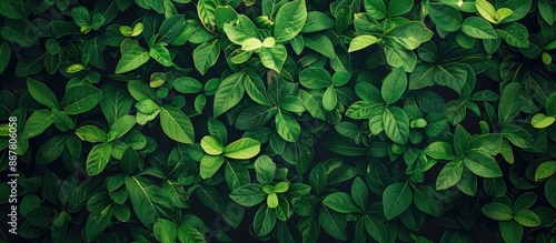 A backdrop of lush green fo...