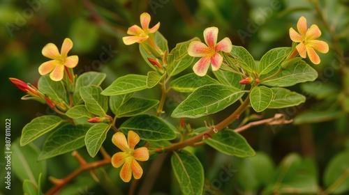 Barleria lupulina Red lined green leaves with oval reddish brown and yellow flowers photo