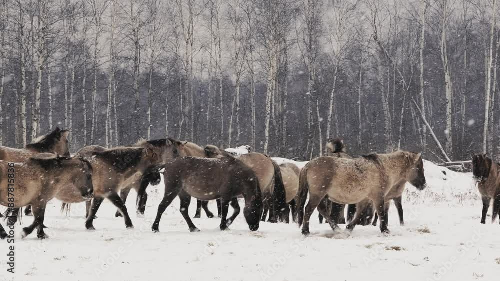 Wild Horses on Snowy Field: Winter Cloudy Landscape Wild Horses on Snowy Field: Winter Cloudy Landscape