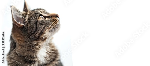 A cat isolated on a white b...
