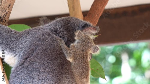 A little joey koala clings tightly to the back of its mum, curiously wondering around the surroundings, while the mother munching on eucalyptus leaves, close up shot.