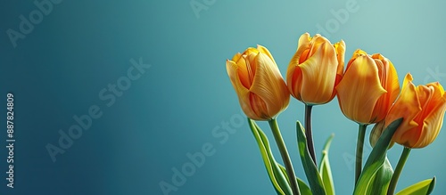 Springtime tulips in yellow...
