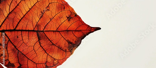 Vivid autumn leaf against w...