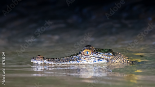 crocodile in the water