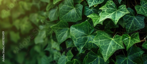 Green ivy leaves with a nat...