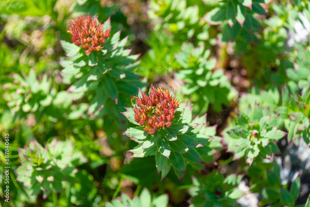 Beautiful flowers of Rhodiola rosea. golden root Beautiful flowers of Rhodiola rosea. golden root