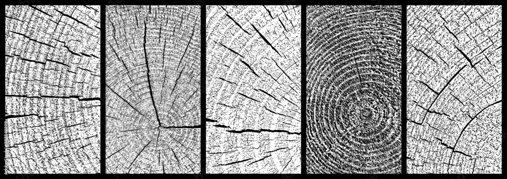 Set of distressed wood texture. Wooden pattern close-up. Cross section tree rings cut slice. Black grainy texture on white background. Dust overlay textured. Vector illustration, EPS 10.