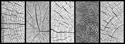 Obraz na płótnie Set of distressed wood texture. Wooden pattern close-up. Cross section tree rings cut slice. Black grainy texture on white background. Dust overlay textured. Vector illustration, EPS 10. w salonie
