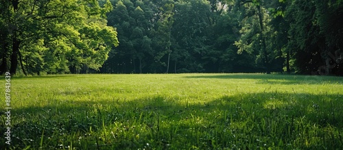 Obraz na płótnie A lush field with trees behind allowing for copy space image w salonie