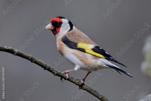 Chardonneret élégant (Carduelis carduelis), Neuchâtel, Suisse.