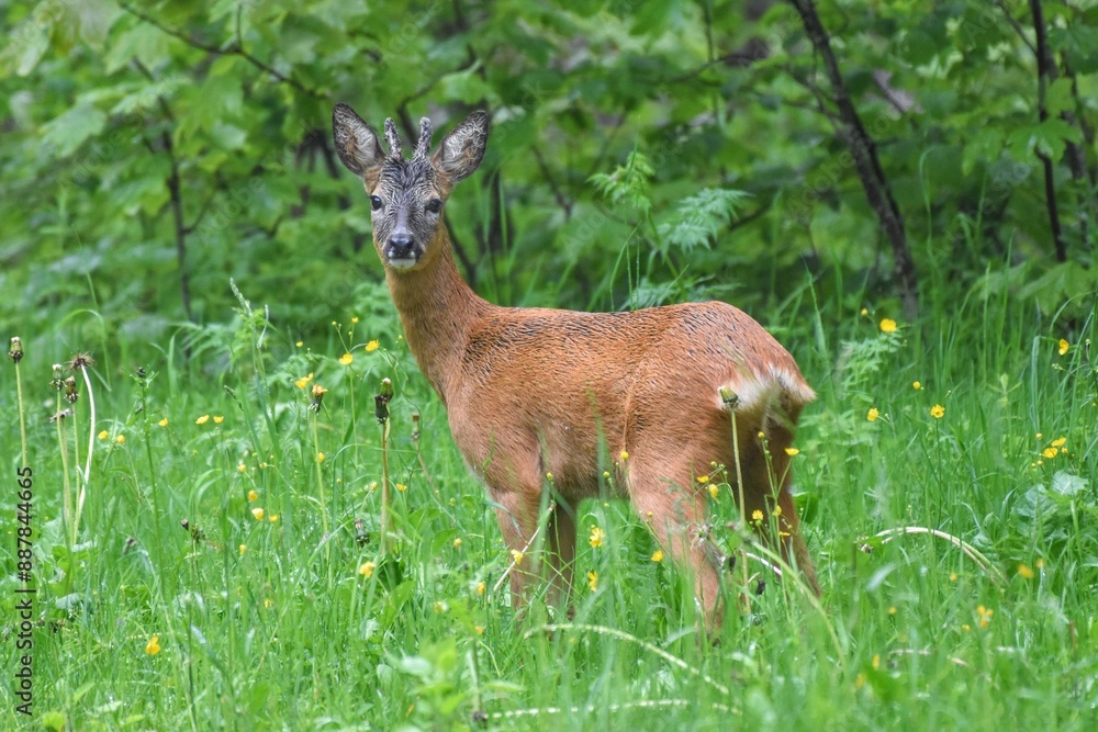 Chevreuils (Capreolus capreolus), Neuchâtel, Suisse. Chevreuils (Capreolus capreolus), Neuchâtel, Suisse.