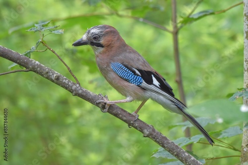 Geai des chênes (Garrulus glandarius), Neuchâtel, Suisse.