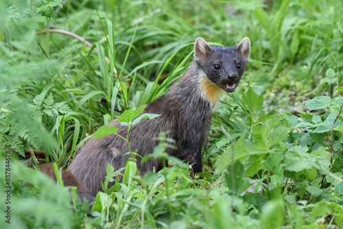 Martre des pins (Martes martes), Neuchâtel, Suisse.