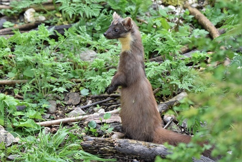 Martre des pins (Martes martes), Neuchâtel, Suisse.