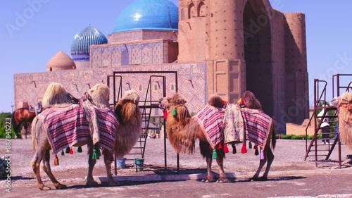Bactrian camels against the background of the Mausoleum of Khoja Ahmed Yasawi in Turkestan. A beautiful, elegant and harnessed camel that tourists can ride.
