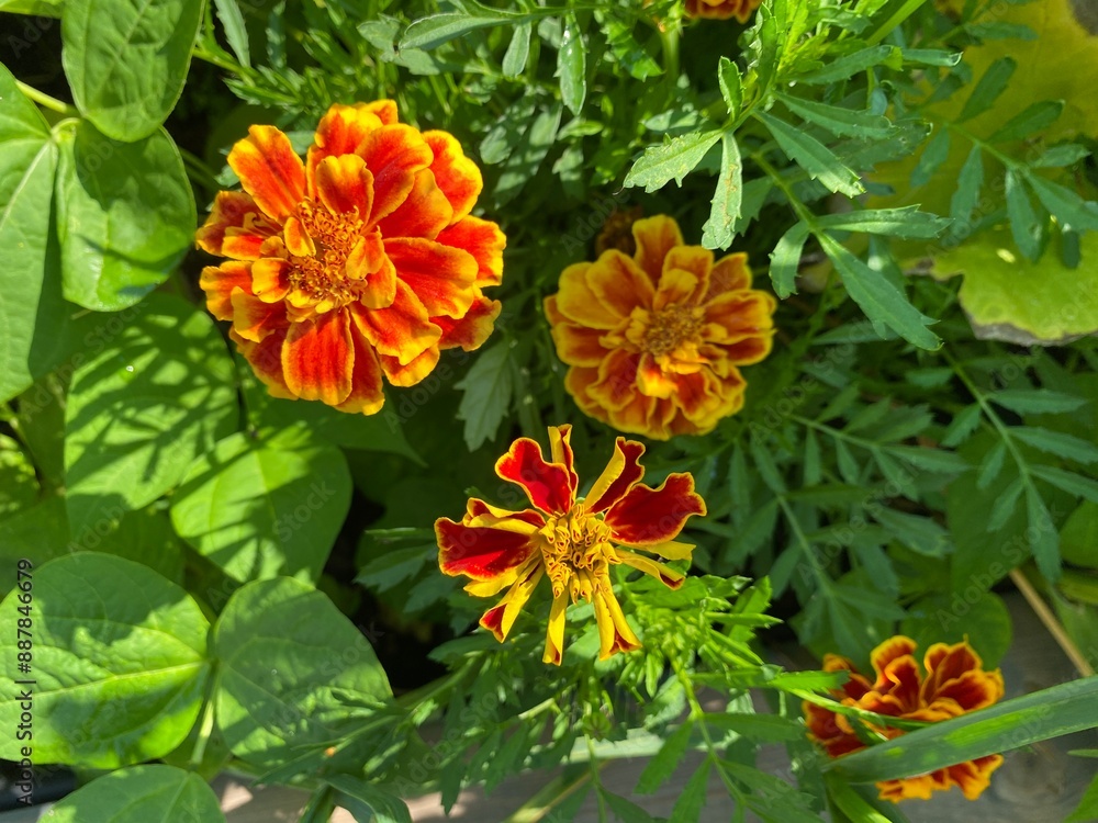 a yellow-red flower called marigold a yellow-red flower called marigold