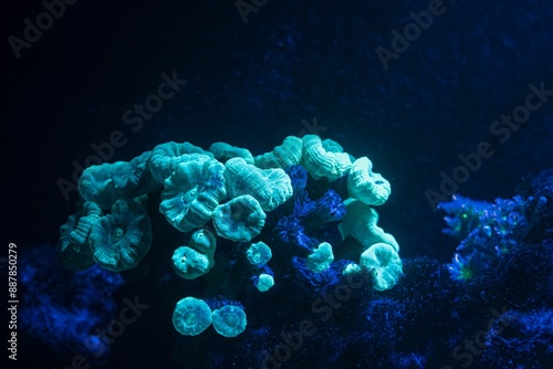 Canvas Print green trumpet coral colony in circular wave flow, nano reef marine aquadesign, f