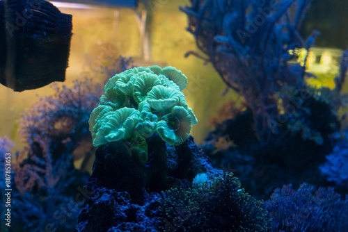 green trumpet coral aquaculture in circular wave flow, nano reef marine farming, fluorescent frag head, live rock ecosystem in actinic blue LED, light and shadow play, professional aquarist care photo