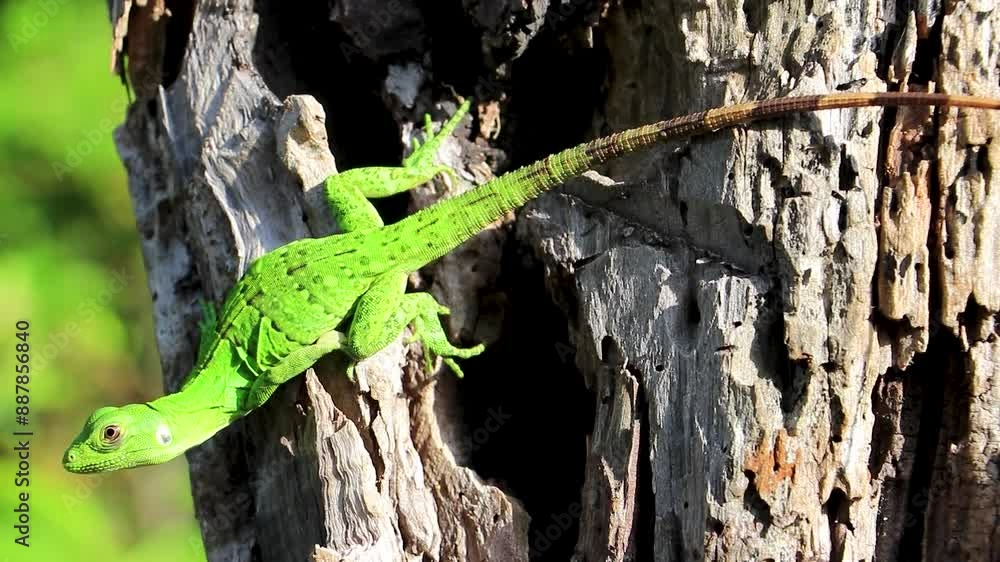 Caribbean green lizard hanging and climbing on tree trunk Mexico.
