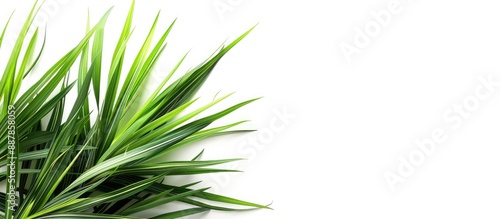 A stunning star grass with copy space image on a white backdrop