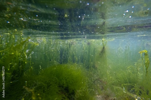 Vászonkép Ulva green algae thicket oxygenate, Black sea brackish biotope clay bottom, lami