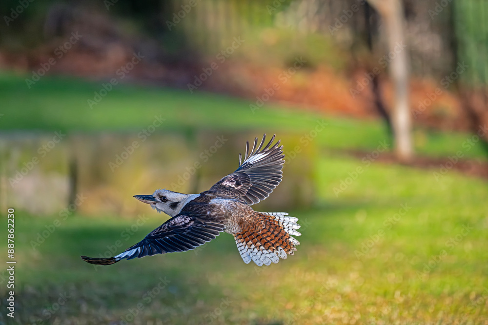 Fototapeta premium Kookaburra in flight