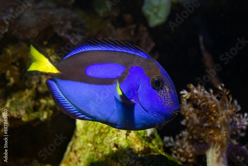 neon glowing royal blue tang natural behaviour, popular demanding fluorescent pet for experienced aquarist care, live rock marine ecosystem, circular wave flow, coral reef aquarium, LED low light photo