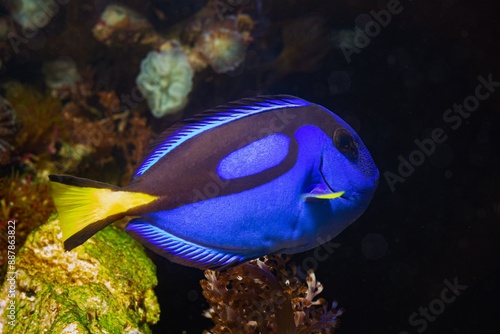 royal blue tang natural behaviour, popular demanding fluorescent neon glow pet for experienced aquarist care, live rock marine ecosystem, circular wave flow, coral reef aquarium, LED actinic low light photo