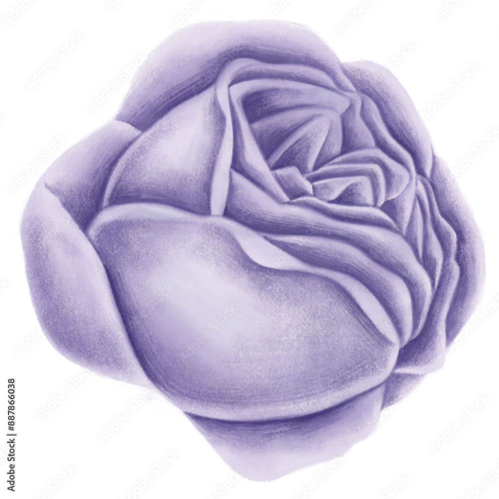 Fototapeta premium Vintage rose flower transparent png