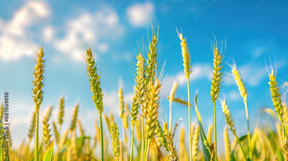 Wheat field with wheat ears and blue sky background Wheat field with wheat ears and blue sky background