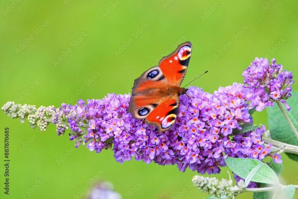 Φωτογραφία Summer garden scene with Buddleja davidii flower also called summer lilac,butter