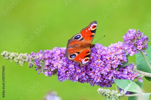 Tableau sur toile Summer garden scene with Buddleja davidii flower also called summer lilac,butter
