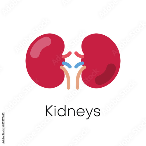 Human kidney. Internal organs anatomy. Urinary system. Vector illustration.