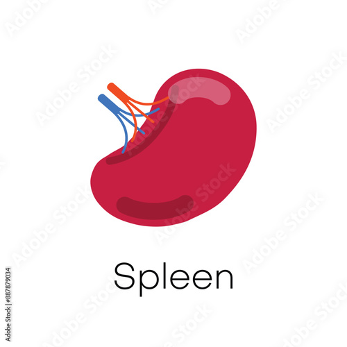 Human spleen isolated on white background. Spleen internal anatomy, human organ illustration.