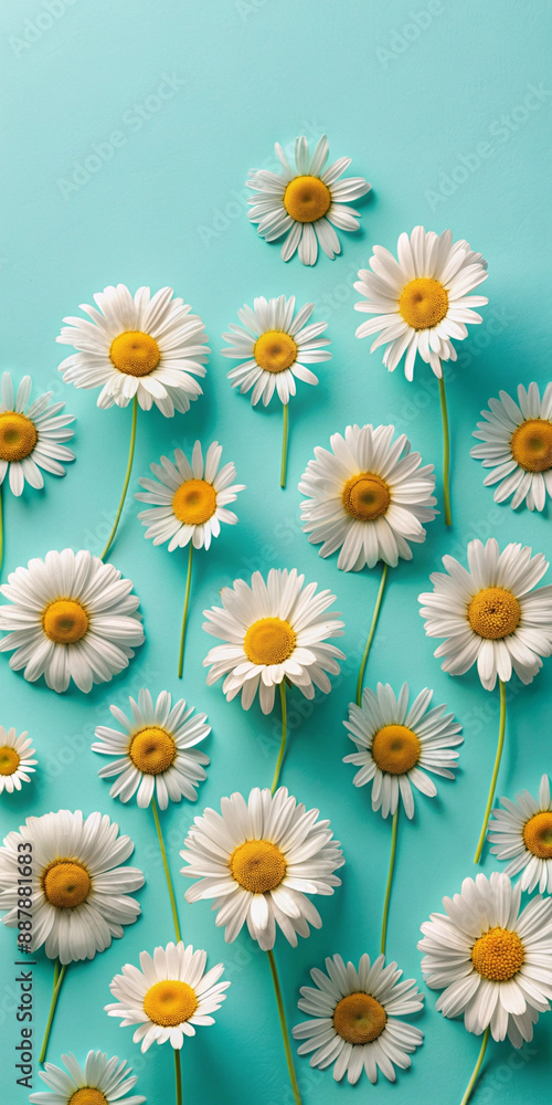 A scattered arrangement of white daisies on a clean, pastel blue background, creating a calming and minimalist floral design, perfect for a serene and elegant visual appeal A scattered arrangement of white daisies on a clean, pastel blue background, creating a calming and minimalist floral design, perfect for a serene and elegant visual appeal